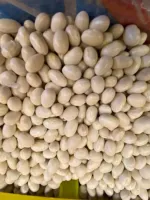 İSPİR FASULYESİ 500 GR