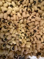 BÖRÜLCE 500 GR