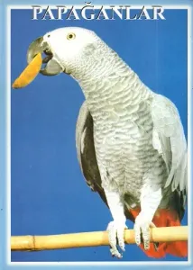 Papağanlar