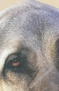 Kangal: Bozkırın Gözcüsü, Türk Çoban Köpeği -        2002