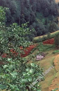 Ormanların Gümbürtüsü -