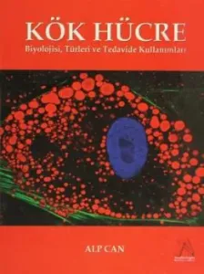 Kök Hücre Kök Hücre