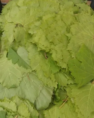 SALAMURA ASMA YAPRAĞI (2 KG LIK)