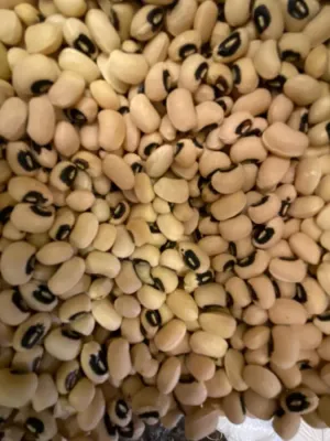 BÖRÜLCE 500 GR