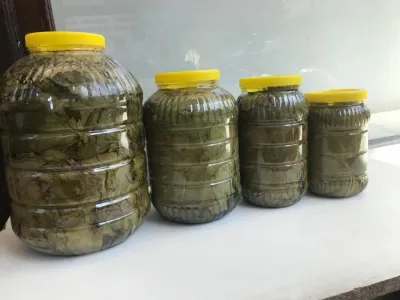 SALAMURA ASMA YAPRAĞI (2 KG LIK)