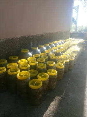 SALAMURA ASMA YAPRAĞI (2 KG LIK)