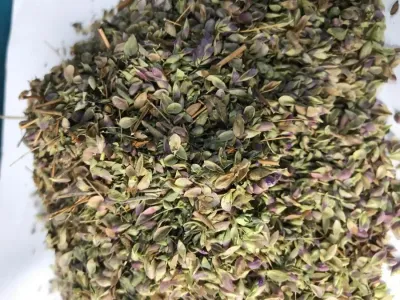 Soğan otu (250 gr) (origanum sipyleum)(sipil mercanköşkü) Soğan otu (250 gr) (origanum sipyleum)(sipil mercanköşkü)