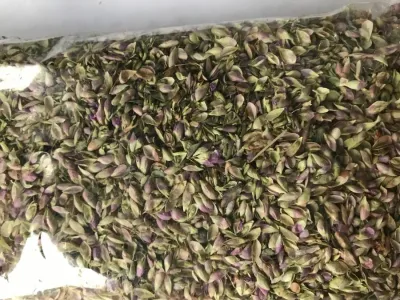 Soğan otu (250 gr) (origanum sipyleum)(sipil mercanköşkü) Soğan otu (250 gr) (origanum sipyleum)(sipil mercanköşkü)