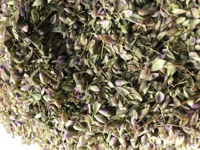 Soğan otu (250 gr) (origanum sipyleum)(sipil mercanköşkü) Soğan otu (250 gr) (origanum sipyleum)(sipil mercanköşkü)
