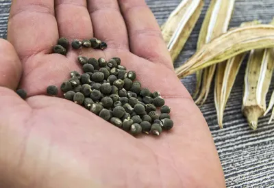 BAMYA TOHUMU YAĞI (50CC)