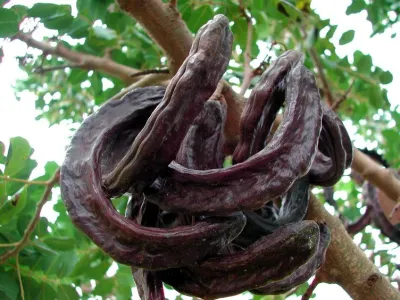 KEÇİBOYNUZU (HARNUP) (500GR)