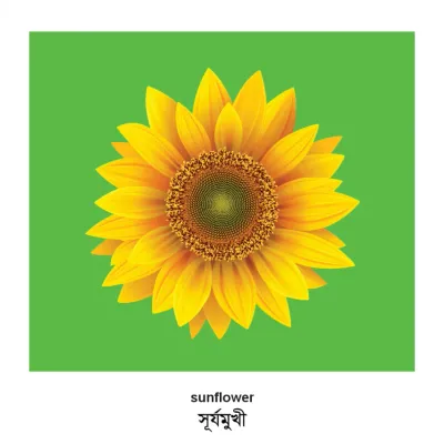 Plants (English–Bengali) Milet