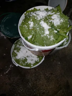 SALAMURA ASMA YAPRAĞI (2 KG LIK)