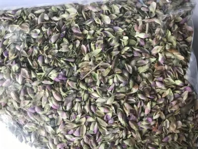 Soğan otu (250 gr) (origanum sipyleum)(sipil mercanköşkü)