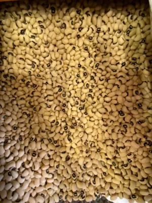 BÖRÜLCE 500 GR BÖRÜLCE 500 GR
