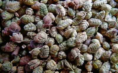Dağ kekiği(bilye kekik) (500 g) Dağ kekiği(bilye kekik) (500 g)