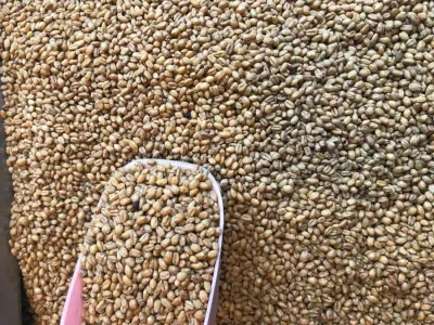 Kavurga (1 kg)