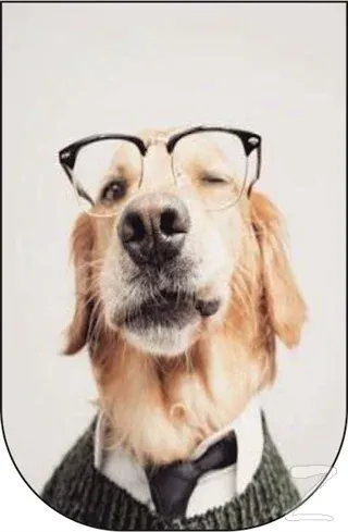 Gözlüklü Köpek - 10'lu Ayraç