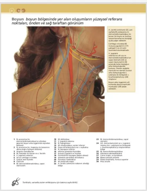McMinn & Abrahams İnsan Anatomisi Klinik Atlası - kitap Can PELİN