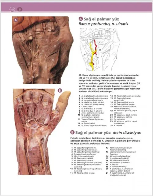 McMinn & Abrahams İnsan Anatomisi Klinik Atlası - kitap Can PELİN