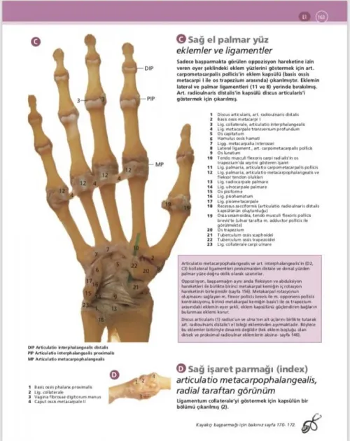 McMinn & Abrahams İnsan Anatomisi Klinik Atlası - kitap Can PELİN
