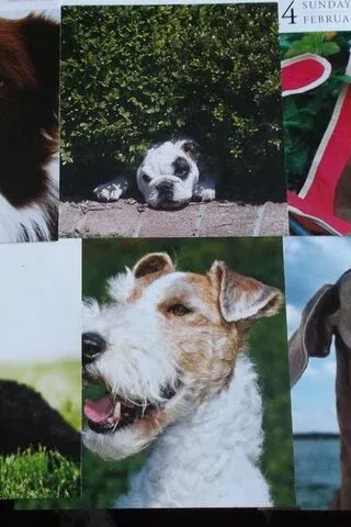 Köpek Resimleri Köpek Resimleri