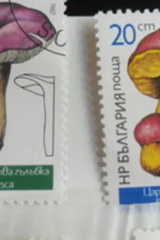 MANTAR TEMALI DAMGALI PUL / 6 Adet