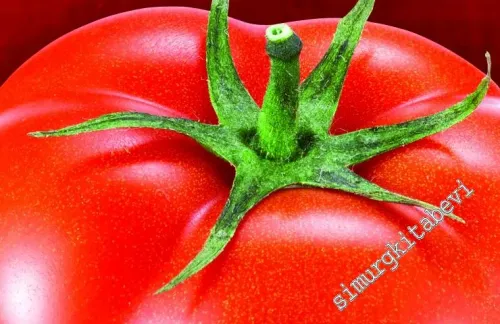 Domates Hakkında Her Şey -        2017