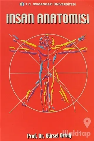 İnsan Anatomisi