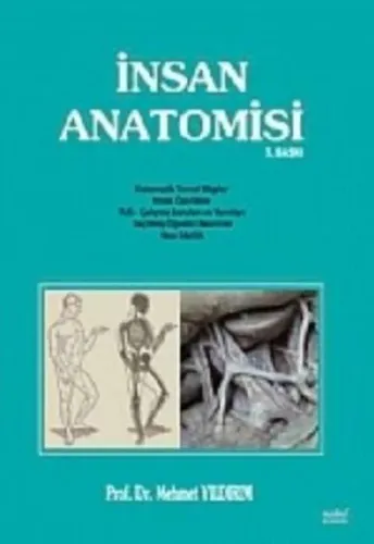 İnsan Anatomisi