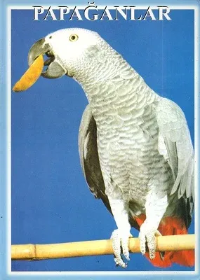 Papağanlar