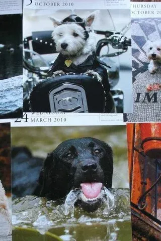 Köpek Resimleri Köpek Resimleri