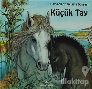 Küçük Tay