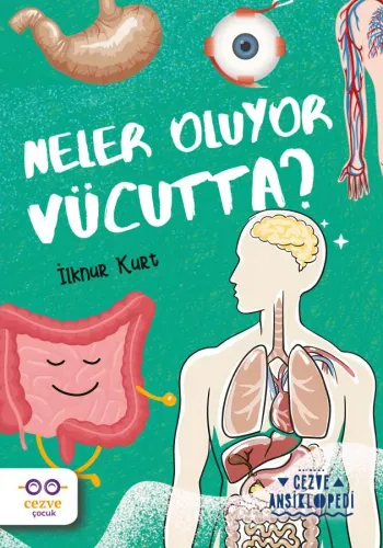 Neler Oluyor Vücutta ? – Cezve Ansiklopedi
