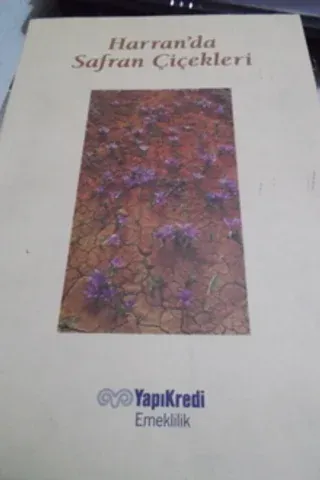 Harran'da Safran Çiçekleri