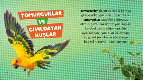 Ormanın Yaşam Döngüsü-Mini Kitap