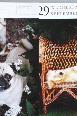 Köpek Resimleri Köpek Resimleri