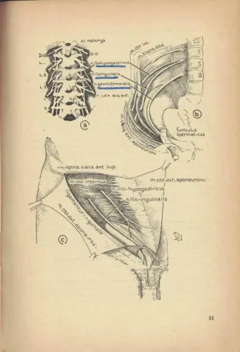 İnguinal Ve Femoral Fıtıkların Cerrahi Tedavisi Prof.Dr.Demir A.Uğur A