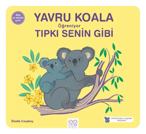 Yavru Koala Öğreniyor Tıpkı Senin Gibi