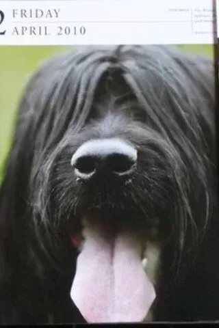 Köpek Resimleri Köpek Resimleri