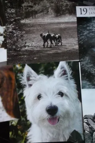 Köpek Resimleri Köpek Resimleri
