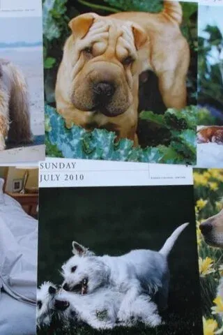 Köpek Resimleri