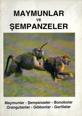 Maymunlar ve Şempazeler