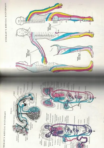 Stedman's Medical Dictionary Kollektif (İngilizce) The Williams & Wilk