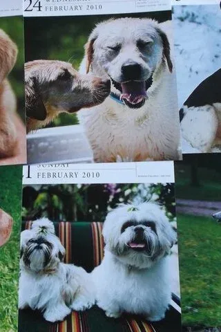 Köpek Resimleri Köpek Resimleri