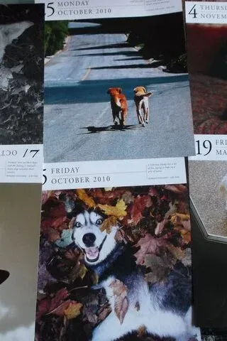 Köpek Resimleri Köpek Resimleri