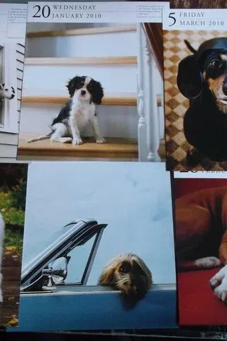 Köpek Resimleri Köpek Resimleri