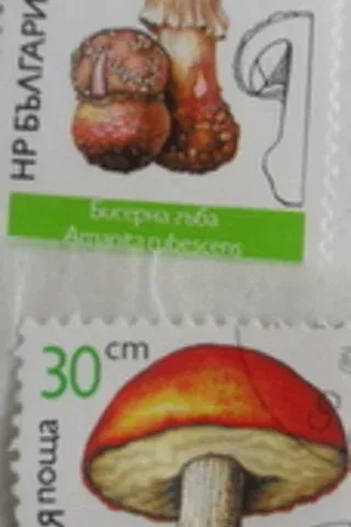 MANTAR TEMALI DAMGALI PUL / 6 Adet