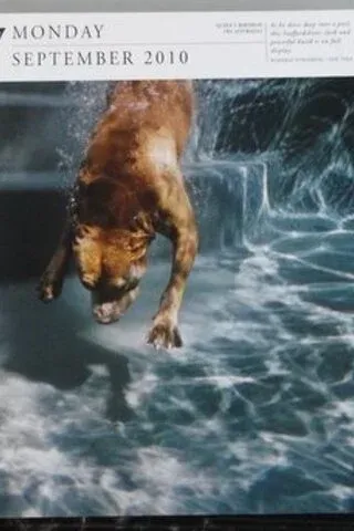 Köpek Resimleri Köpek Resimleri