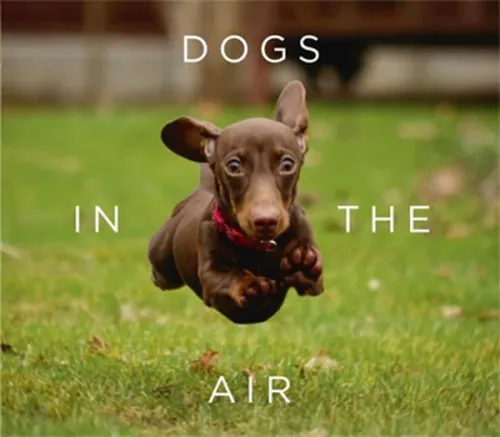 Dogs In the Air